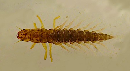 Alderfly larvae