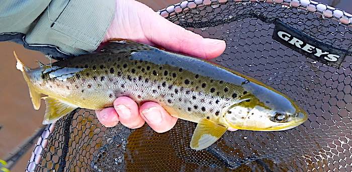 Brown trout caught on a wet Alderfly 