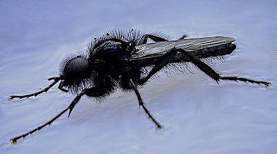 Hawthorn fly