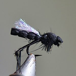Hawthorn fly - detached body