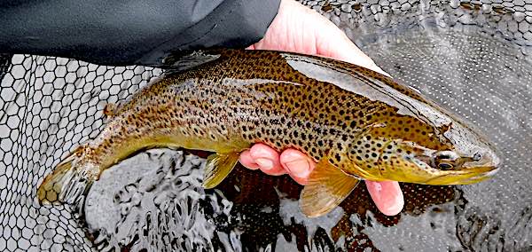 Brown trout caught using a black gnat fly