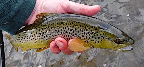Brown trout cemetery pool april fishing report