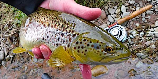 Top Pool Brown trout April fishing report