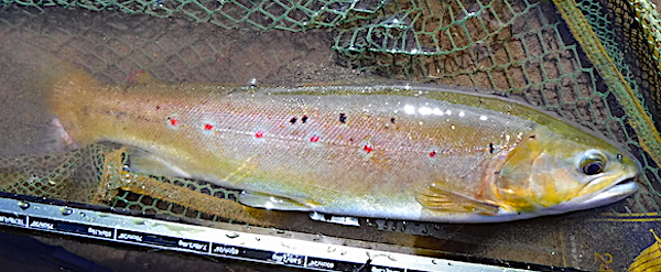 Trout from BoD - April fishing report