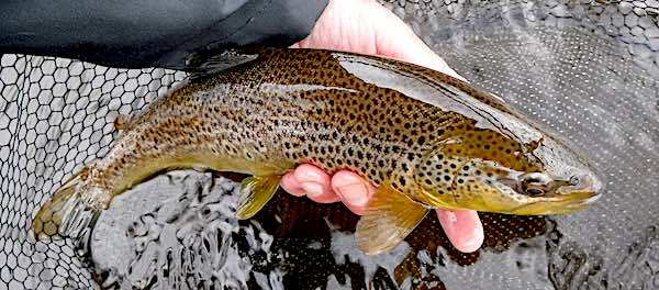 Brown trout caught fly fishing in may - River Eden