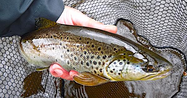 Brown trout on a grey duster fly  while dry fly fishing