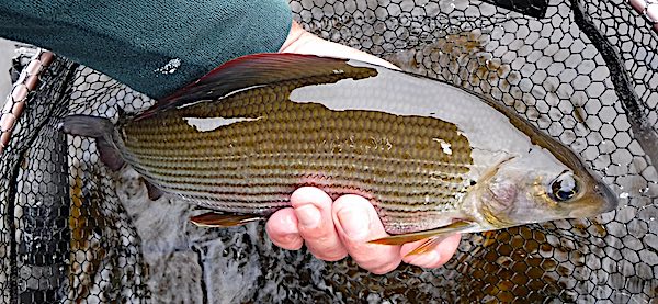 Grayling caught on a grey duster fly