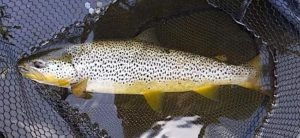 Trout caught wet fly fishing in May - Eamont