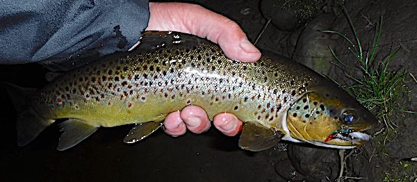 June fishing report - Brown trout - Duncan's Pool 600w