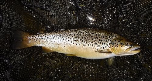 June fishing report - Oak Pool trout