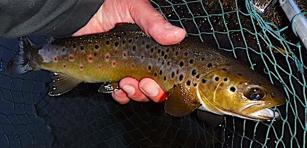 Brown trout from Duncans Pool 