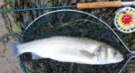 Fly fishing for sea bass