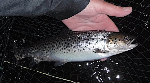 Sea trout caught at Llangollen on a silver stoats tail tube fly