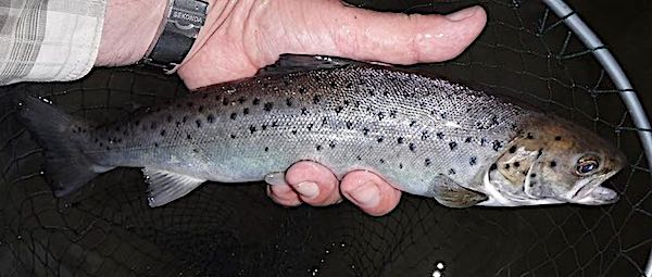 Welsh Dee sea trout caught on a Daioni