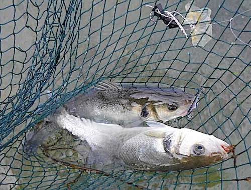 Fly fishing for sea bass: 4 useful steps for beginners