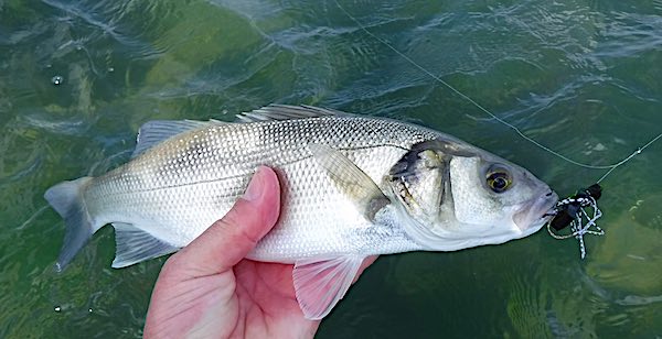 fly fishing for sea bass with a surface lure 