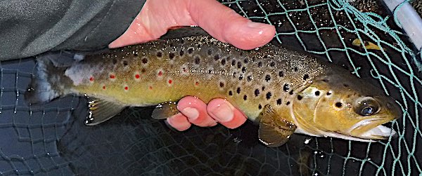 August 21 fishing diary brown trout