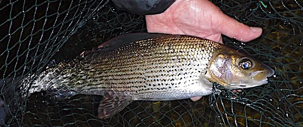 Fishing diary Aug-21 grayling on a sea trout fly