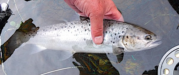 Sea trout from BoD - Aug 21 fishing diary