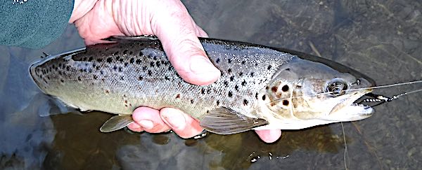 A sea trout caught while salmon fishing in October