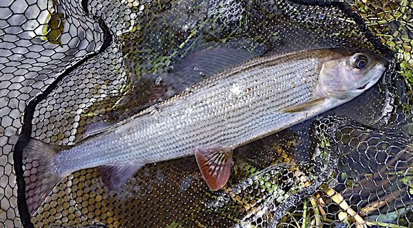 Grayling caught fishing in October 21 in the Pipe Pool