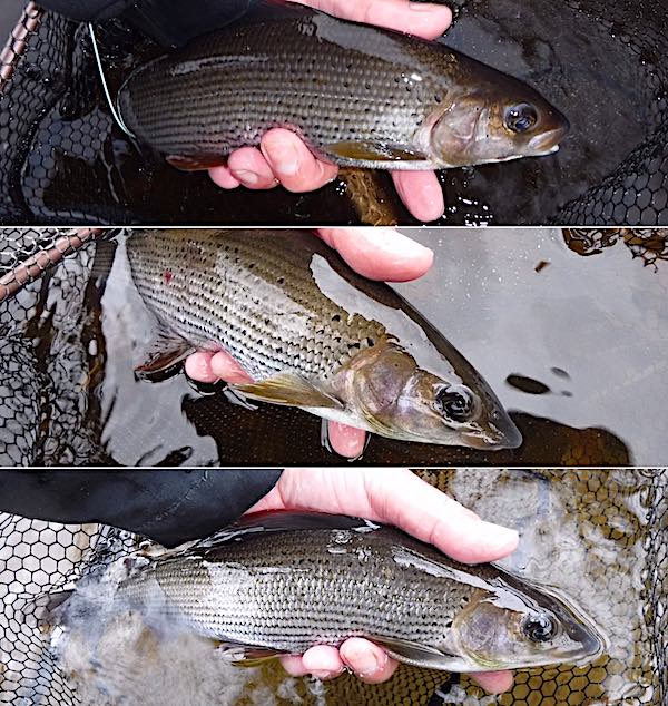 Grayling caught fishing in October at Bangor