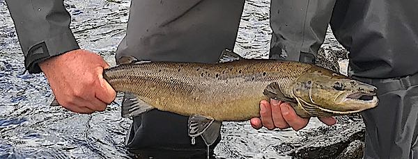 River Conon salmon 600w