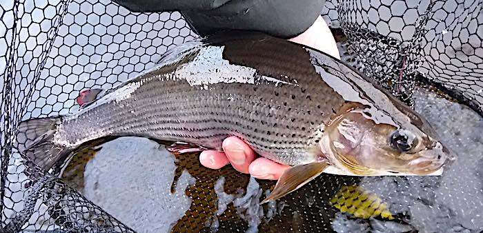 A grayling caught fishing the Glyndwr Preserve in November on a Waterhen Bloa