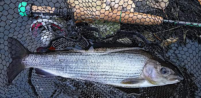 Fridge Pool grayling caught fishing in november on the Welsh Dee