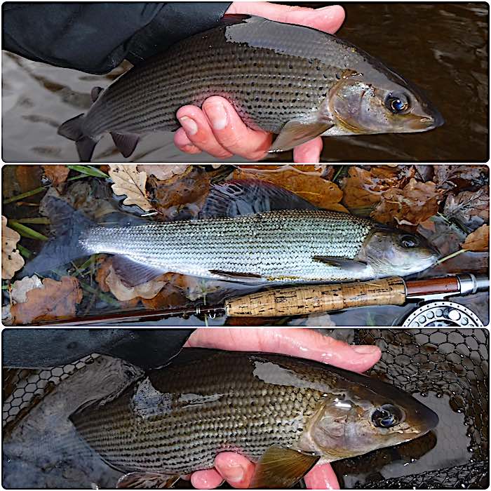 Grayling caught fishing in November in the Top Pool