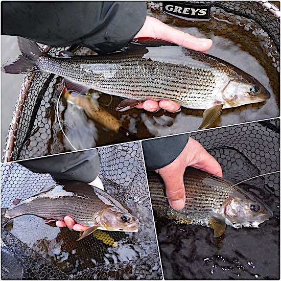 Fishing in November produced some beautiful grayling