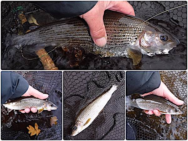 grayling caught fishing in November on the river eden