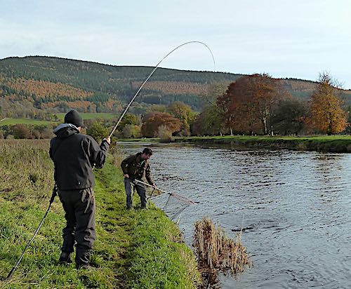 netting a salmon - fishing on the river Tweed at Traquair
