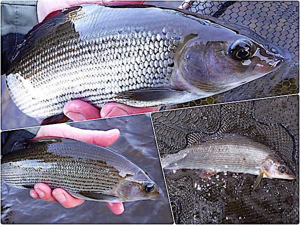 Grayling caught fishing in December at Llangollen 