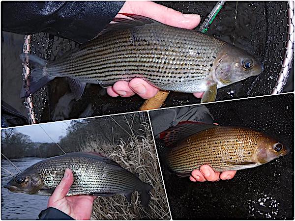 Grayling fishing in December feature image