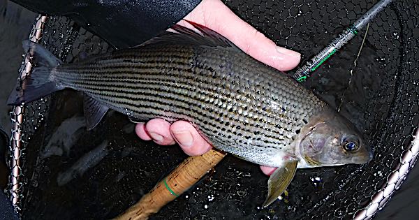 River Eden grayling caught fishing in December