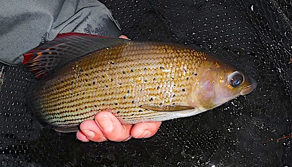 grayling caught fishing in December at Llandderfel