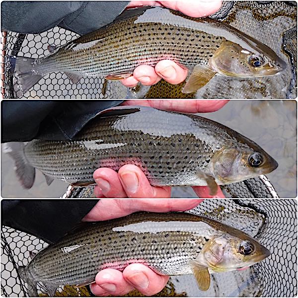 Grayling caught fishing in january top pool on  wet flies