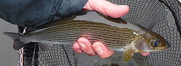 Grayling caught fishing in january top pool