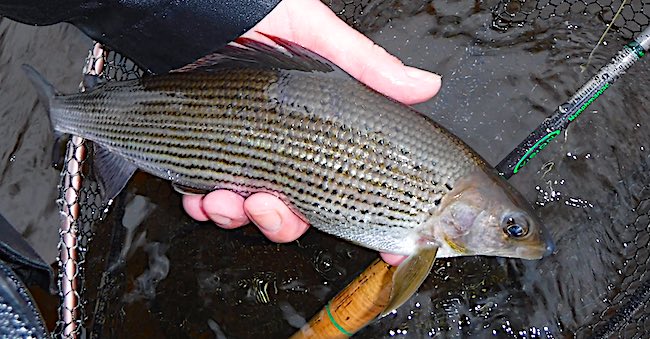 Grayling caught using a Vision Nymphmaniac fly rod