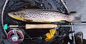 Trout caugh using a Vision Nymphmaniac fly rod