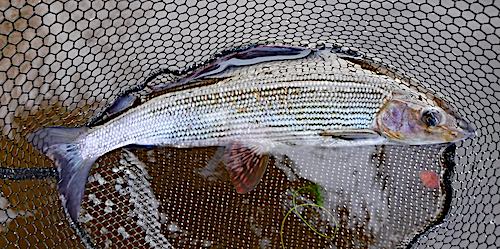 grayling fishing in january at llandderfel