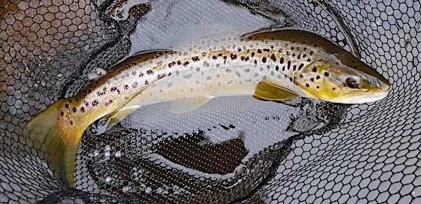 fishing the river Derwent for trout