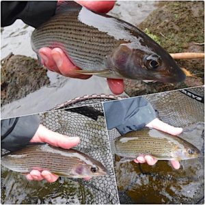 https://hawker-overend.com/pheasant-tail-nymph-fly-patterns-trout-grayling/