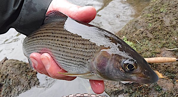 fishing the river Derwent for grayling