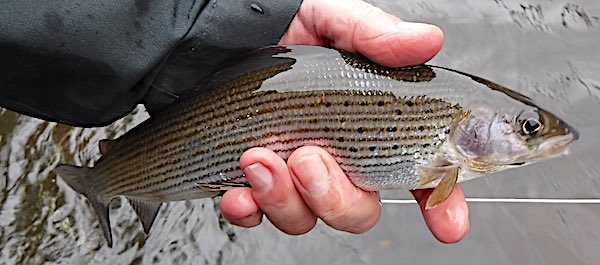 fishing the river derwent for grayling