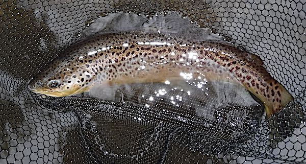 brown trout fishing on the river derwent 