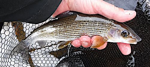 fishing the River Derwent for grayling