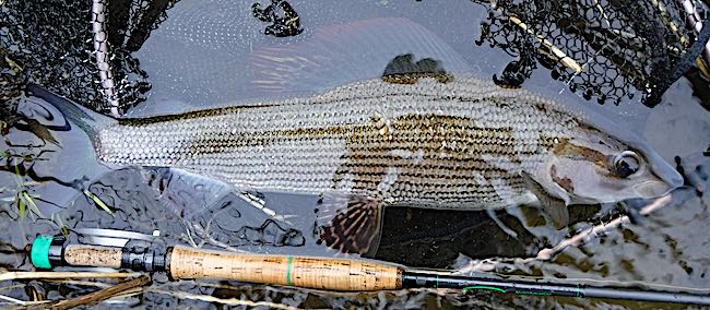 Grayling caught at Llandderfel in March