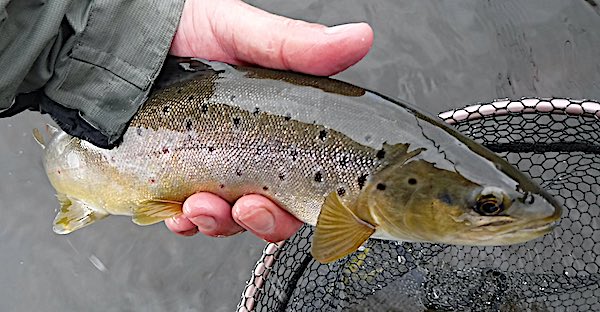 Spring trout fishing Duncans Pool